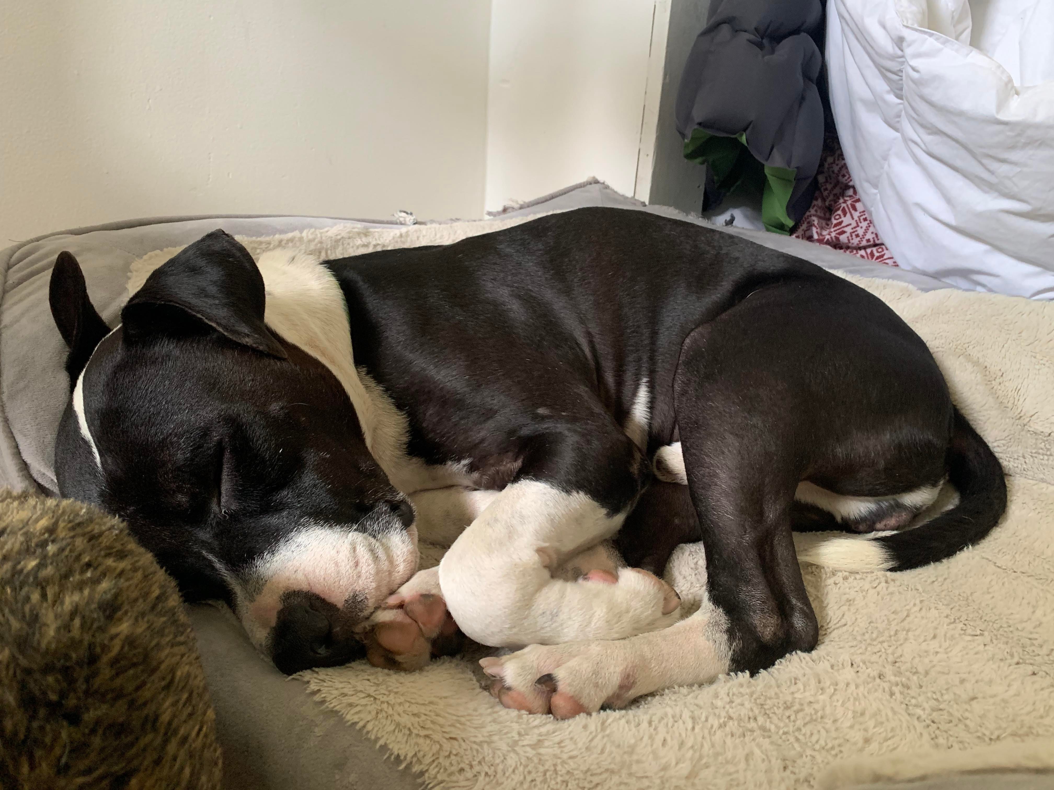 Max, an adoptable Pit Bull Terrier in Arlee, MT, 59821 | Photo Image 6