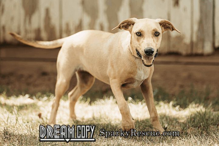 Mia, an adoptable Hound Mix in Owensboro, KY_image-2