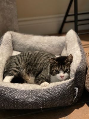 Marcy, Adult Female Domestic Short Hair