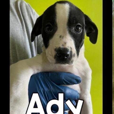 Ady