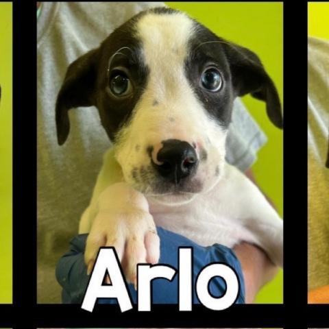 Arlo