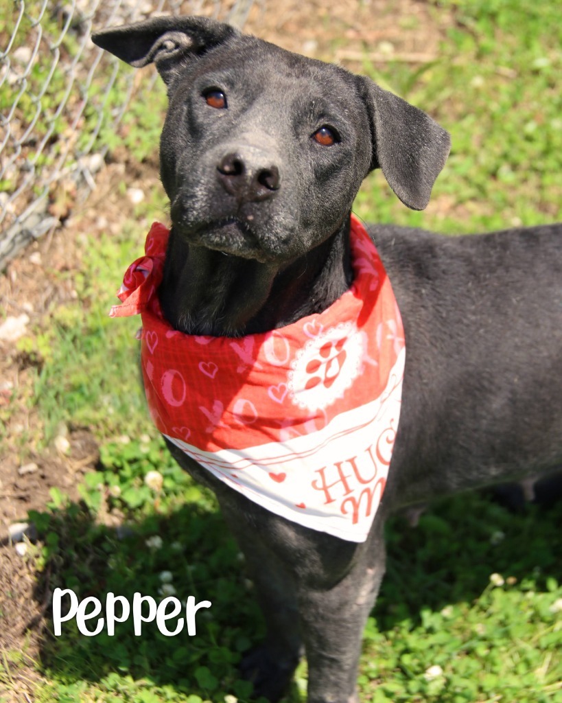 Pepper