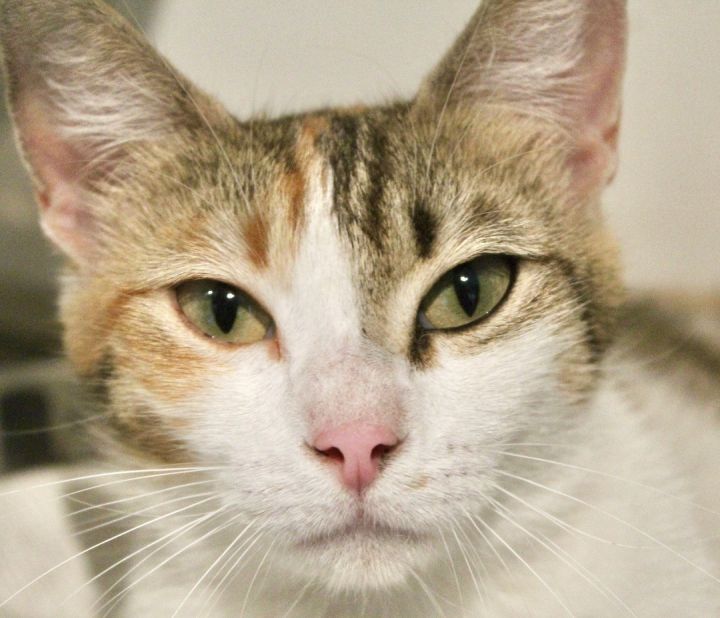 Grace, an adopted Exotic Shorthair & Turkish Van Mix in Saint Augustine, FL_image-2