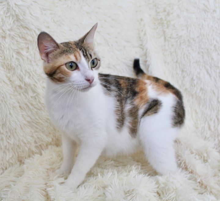 Grace, an adopted Exotic Shorthair & Turkish Van Mix in Saint Augustine, FL_image-1