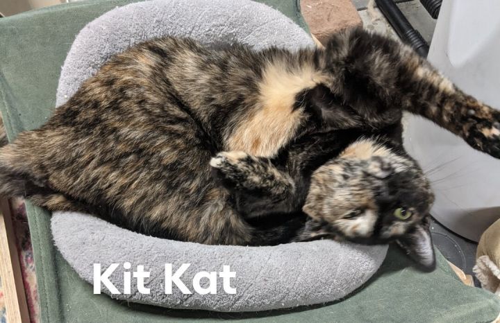 Kit Kat, an adopted Domestic Short Hair in Cincinnati, OH_image-2
