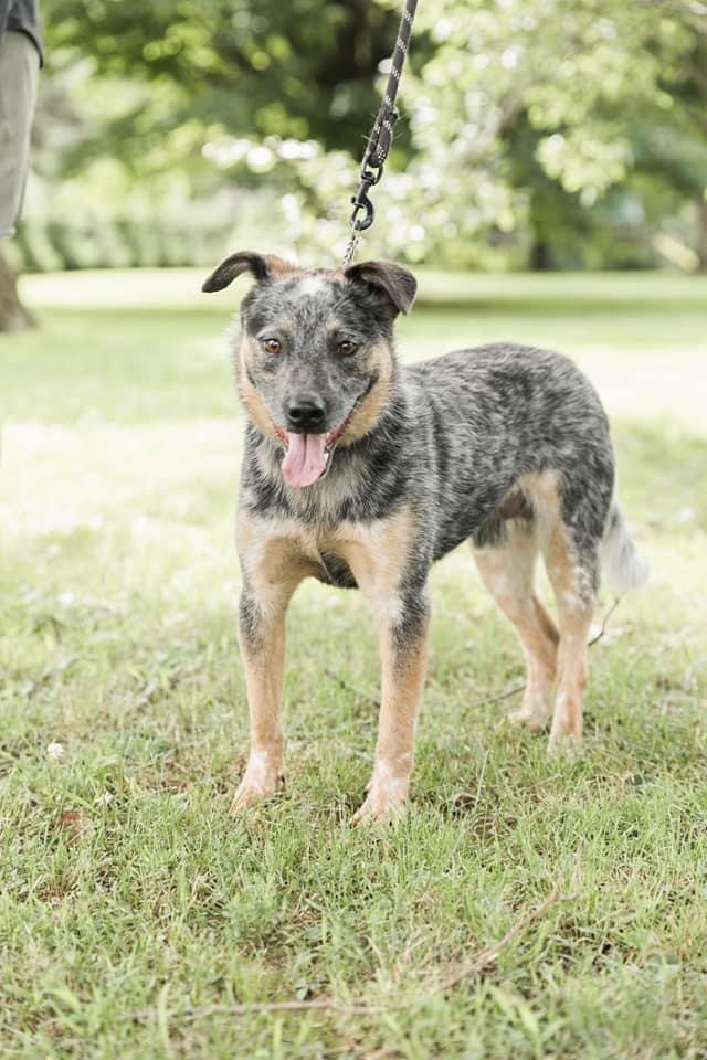 Archie (Blue Heeler)