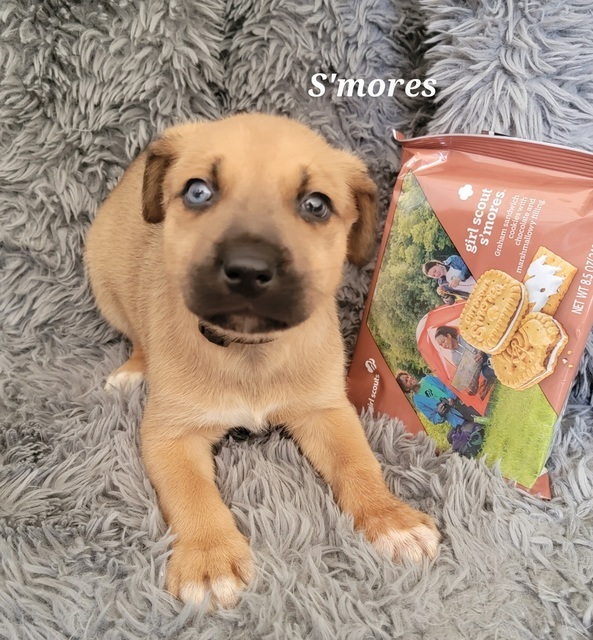 S\'mores (Girl Scout Pups)