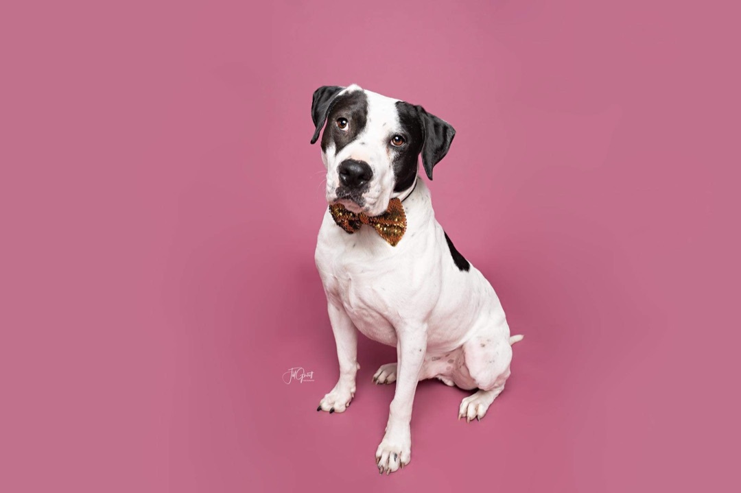 Snoopy , an adoptable American Bulldog in Portland, OR, 97204 | Photo Image 1