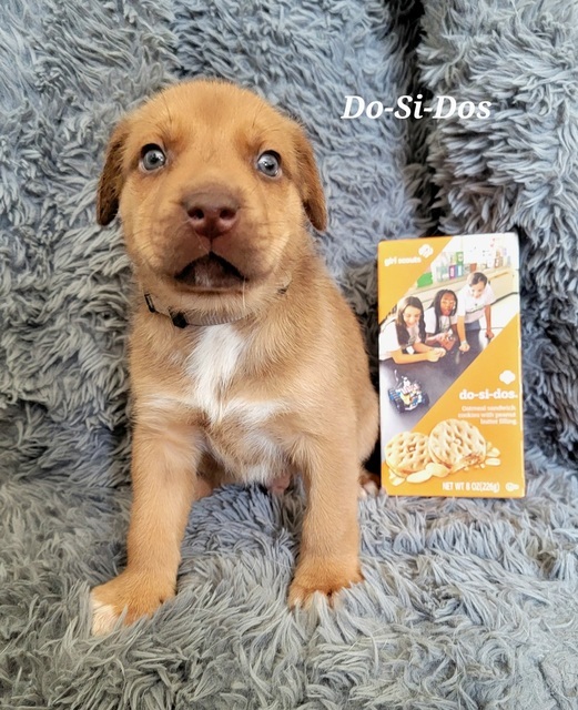 Do-Si-Dos (Girl Scout Pups)