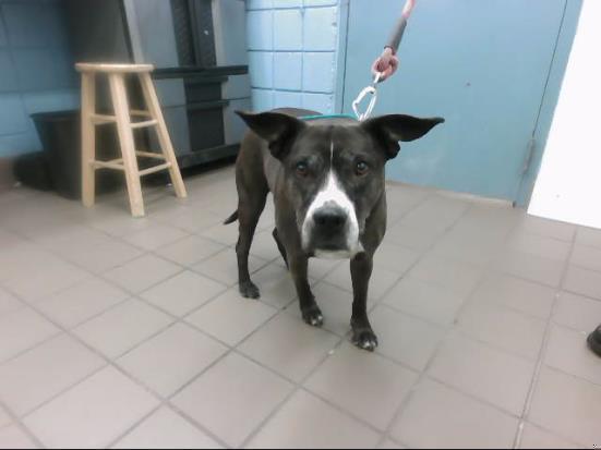 SAGE, an adoptable Pit Bull Terrier, Mixed Breed in Albuquerque, NM, 87112 | Photo Image 1