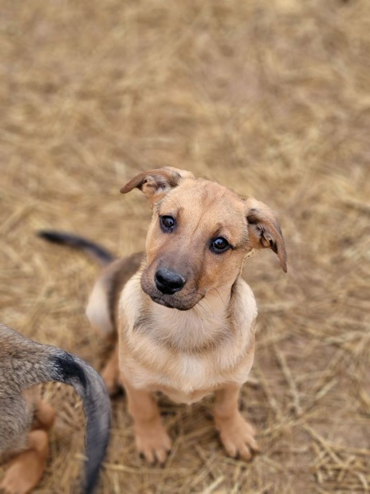 Chandler, an adopted Shepherd & Labrador Retriever Mix in South Charleston, OH_image-1