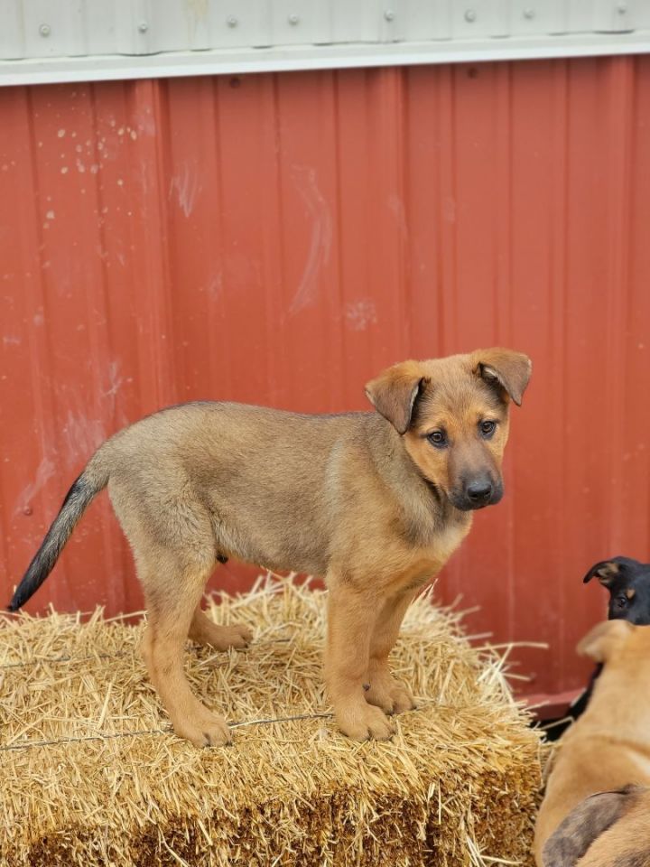 Gunther, an adopted Shepherd & Labrador Retriever Mix in South Charleston, OH_image-1