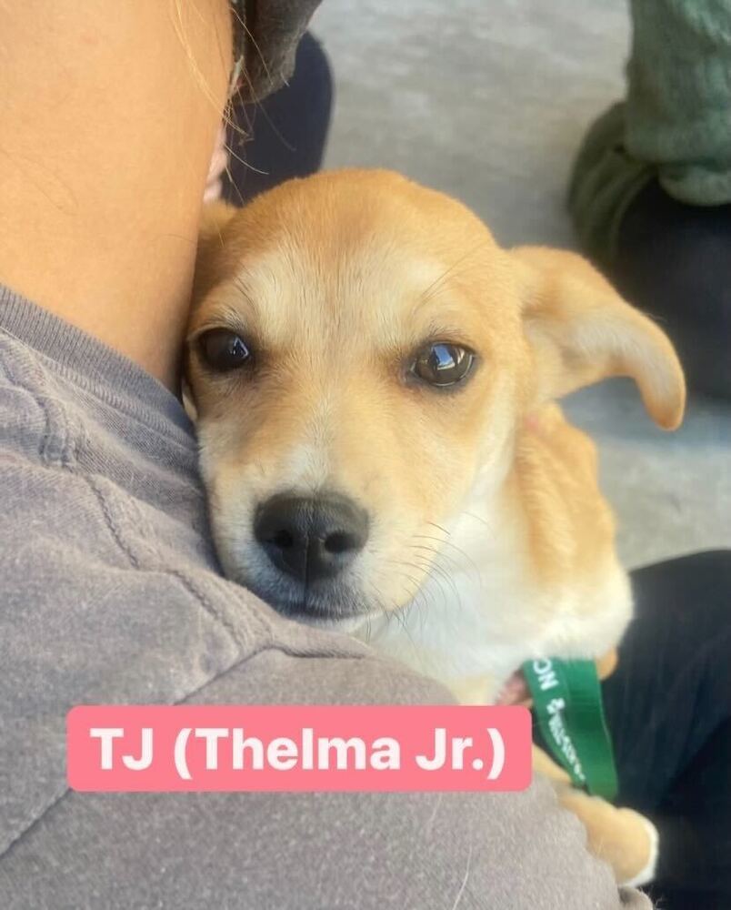 Thelma Jr