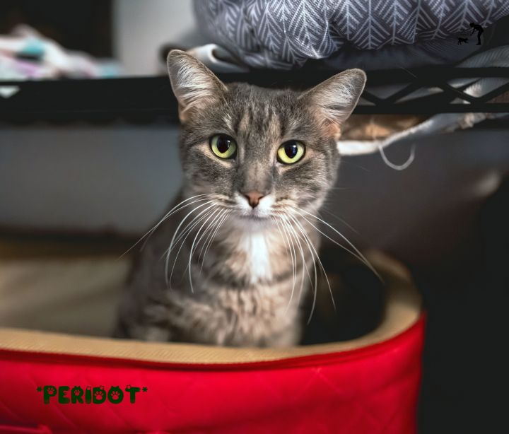 Peridot, an adoptable Domestic Short Hair in Centerville, UT_image-1