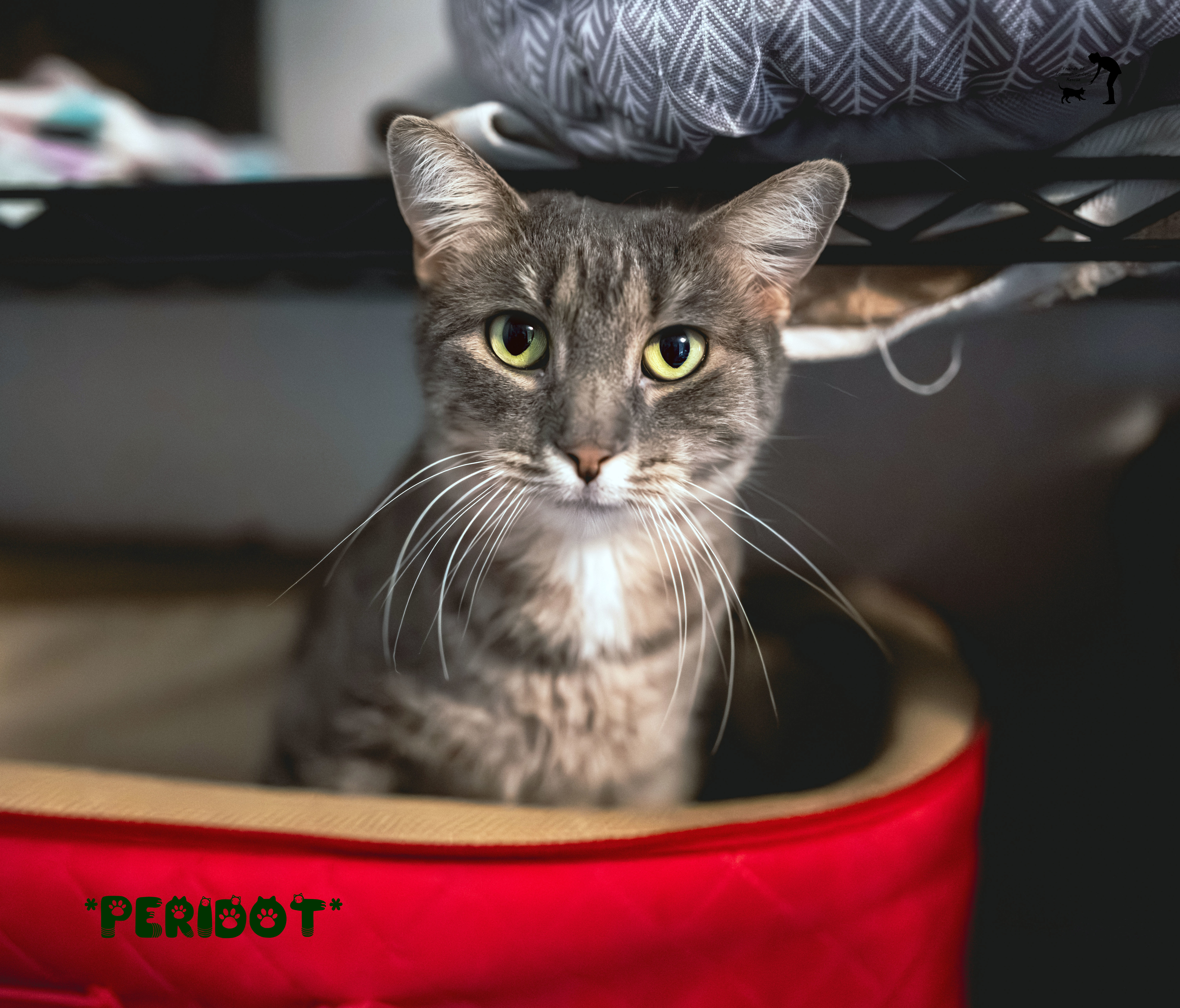 Peridot, an adoptable Domestic Short Hair in Centerville, UT, 84014 | Photo Image 1