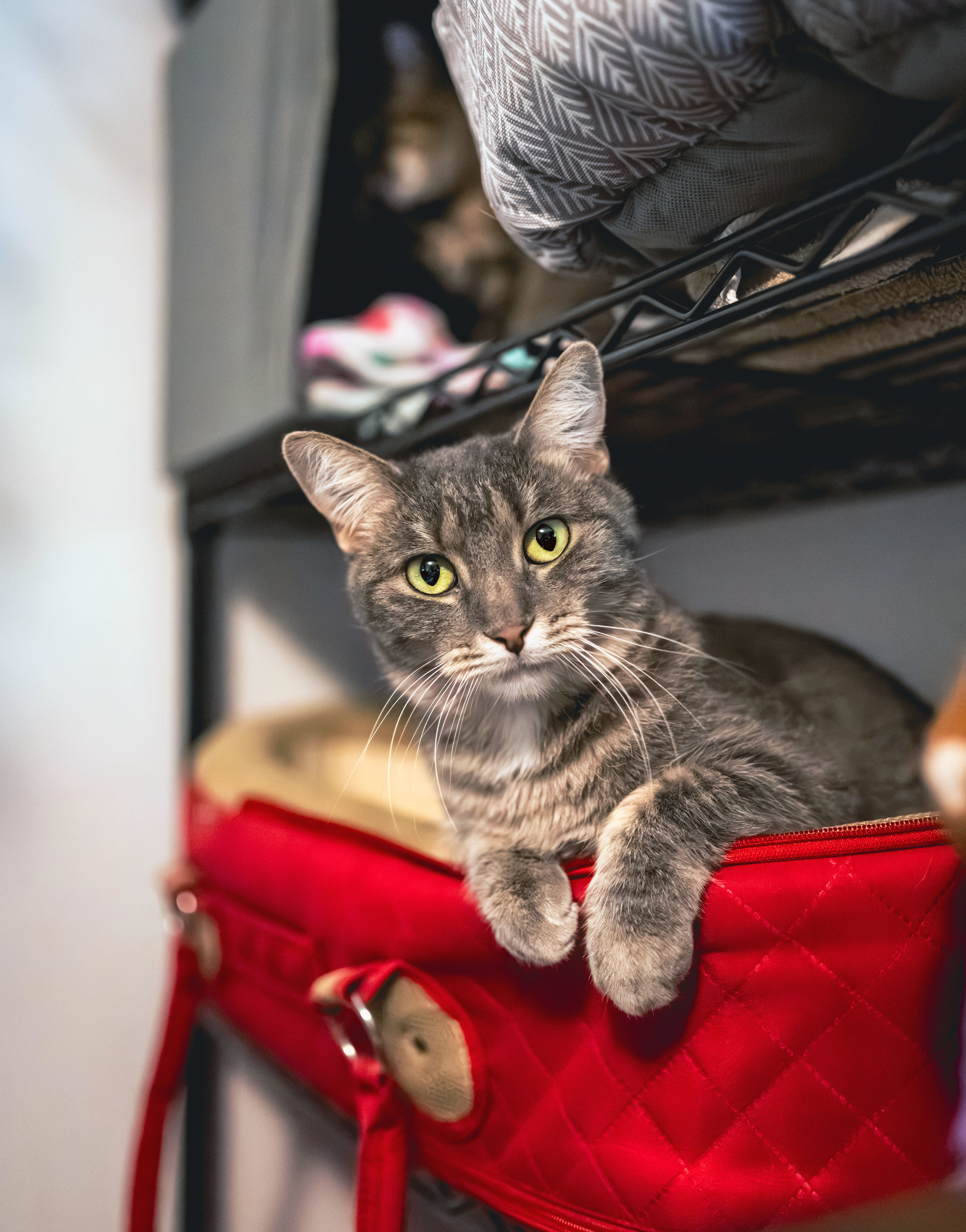 Peridot, an adoptable Domestic Short Hair in Centerville, UT, 84014 | Photo Image 3