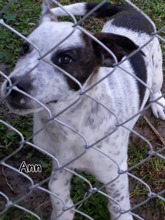 Ann the Aussie mix puppy