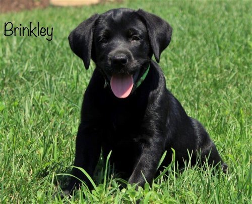 Brinkley - Available!