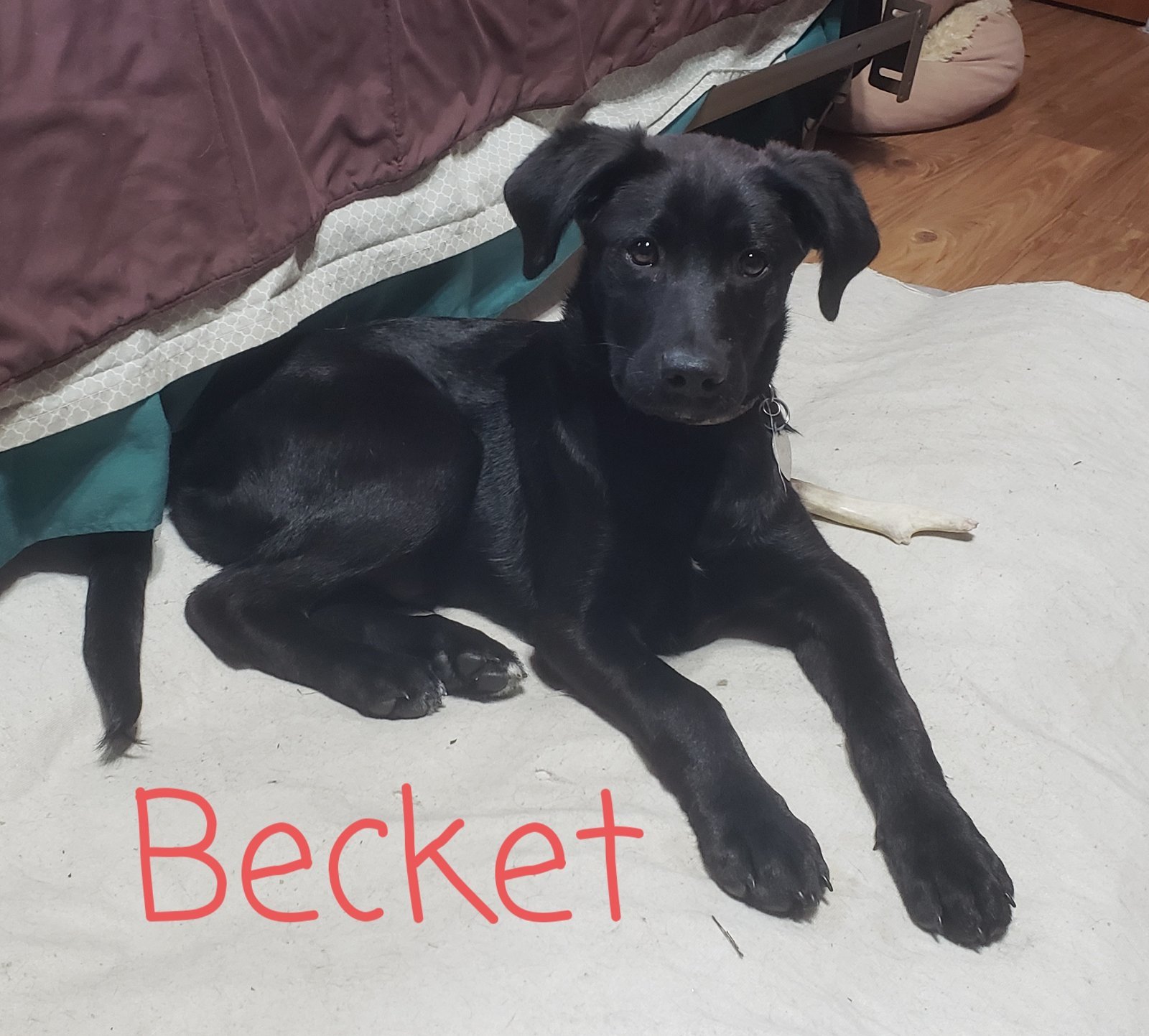 Becket - Available!