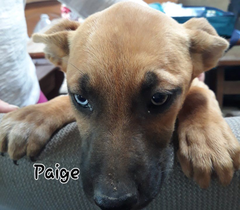 Paige the Husky/Staffie mix puppy