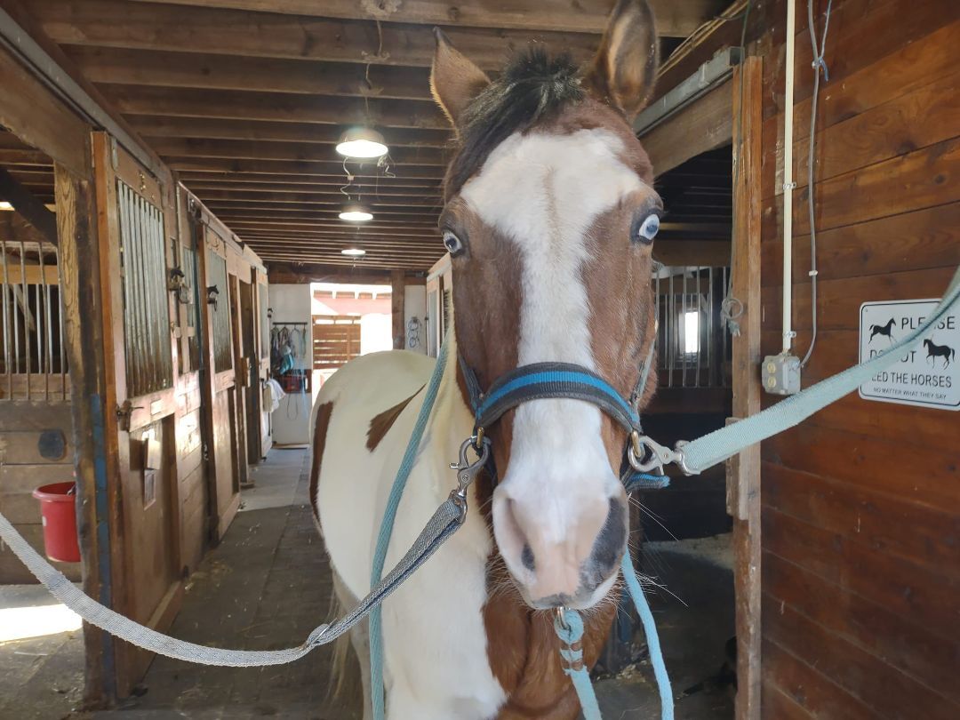 Horse for adoption Remington, a Paint / Pinto in Northford, CT