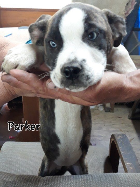 Parker the Husky/Staffie mix puppy