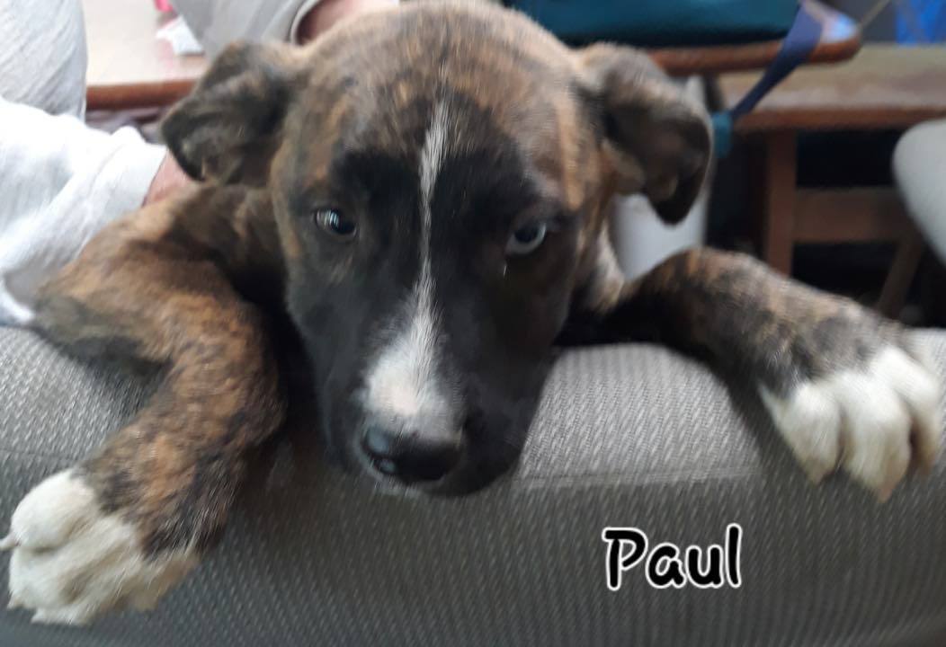 Paul the Husky/Staffie mix puppy