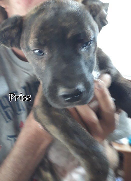 Priss the Husky/Staffie mix puppy