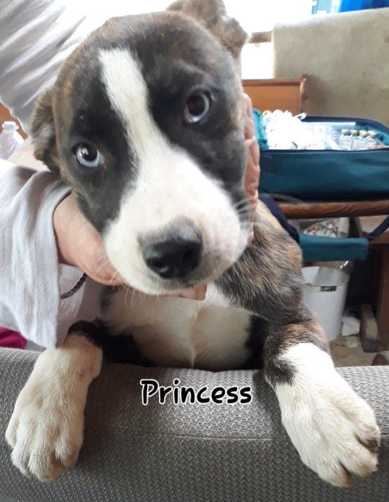 Princess the Husky/Staffie mix puppy