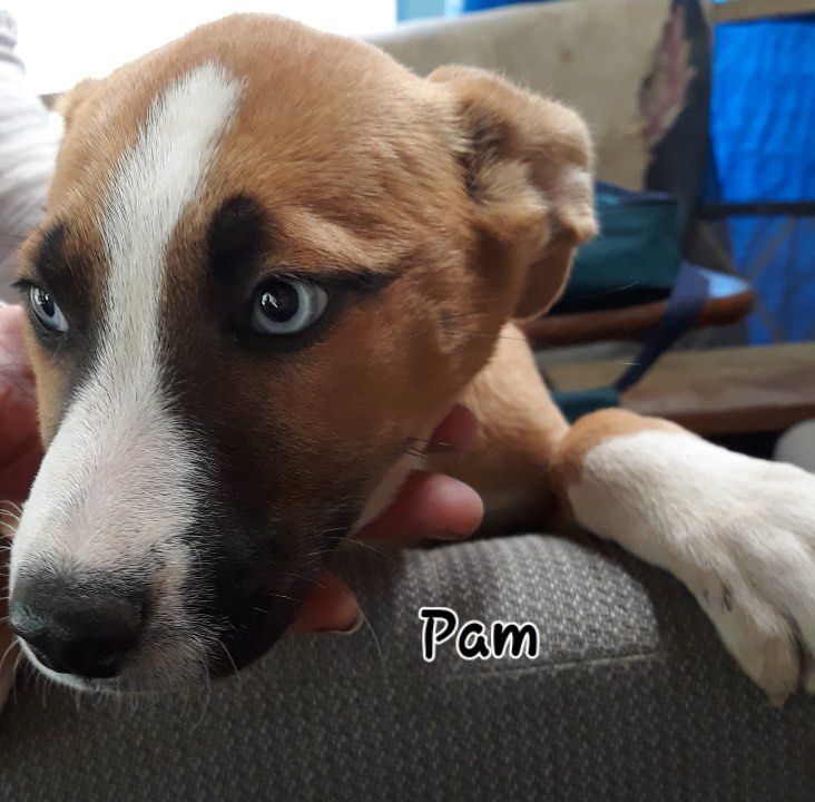 Pam the Husky/Staffie mix puppy