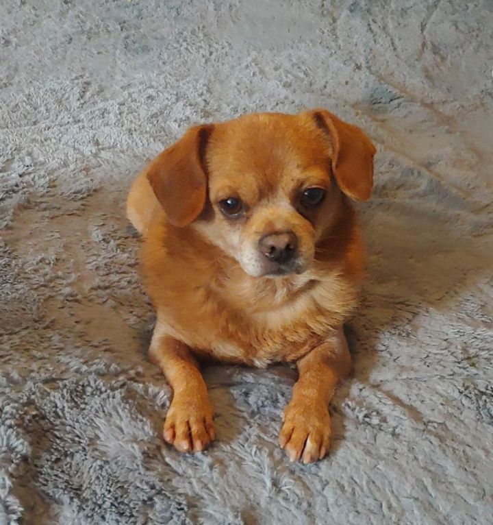 Rusty, an adoptable Puggle in Hendersonville, TN_image-1