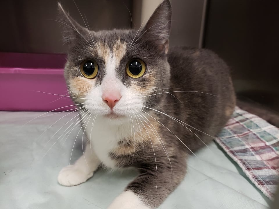 Patches, an adoptable Domestic Short Hair in Kenai, AK, 99611 | Photo Image 1