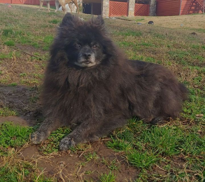 Nino, an adoptable Pomeranian Mix in Hendersonville, TN_image-1