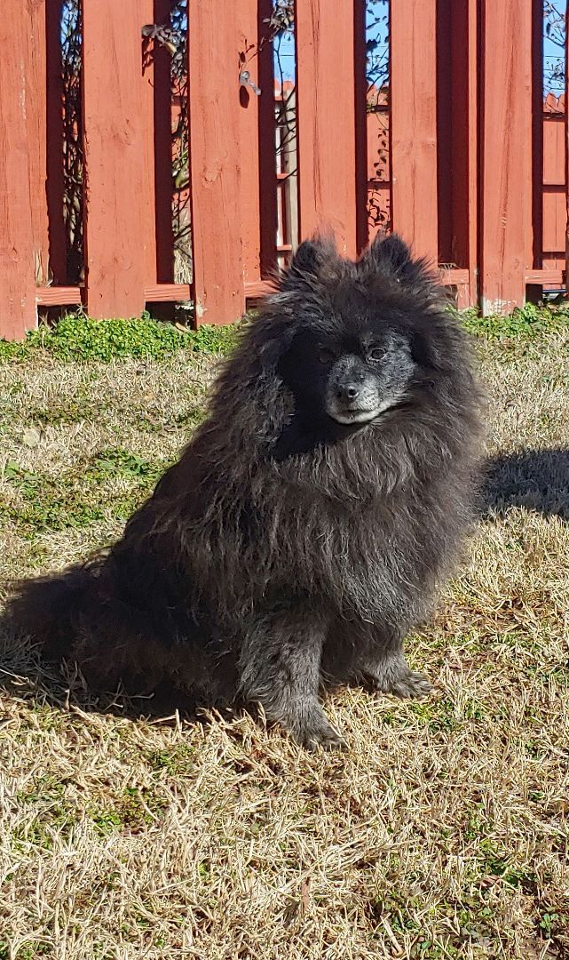 Nino, an adoptable Pomeranian Mix in Hendersonville, TN_image-2