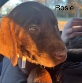 Rosie - Available!