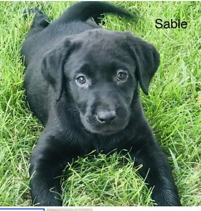 Sable - Available!