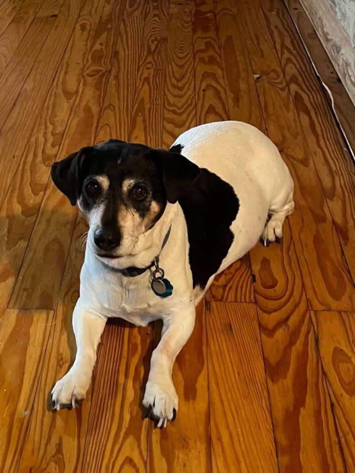 Jack russell beagle mix black store and white