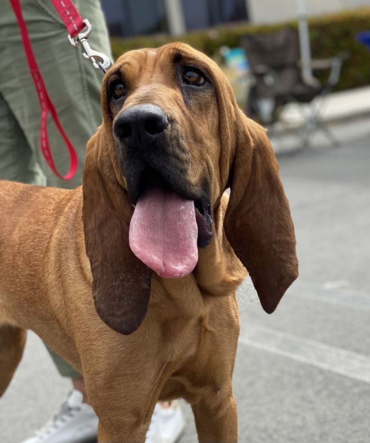 Fern 2 , an adoptable Bloodhound in Los Alamitos, CA_image-3