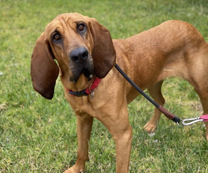 Fern 2 , an adoptable Bloodhound in Los Alamitos, CA_image-4