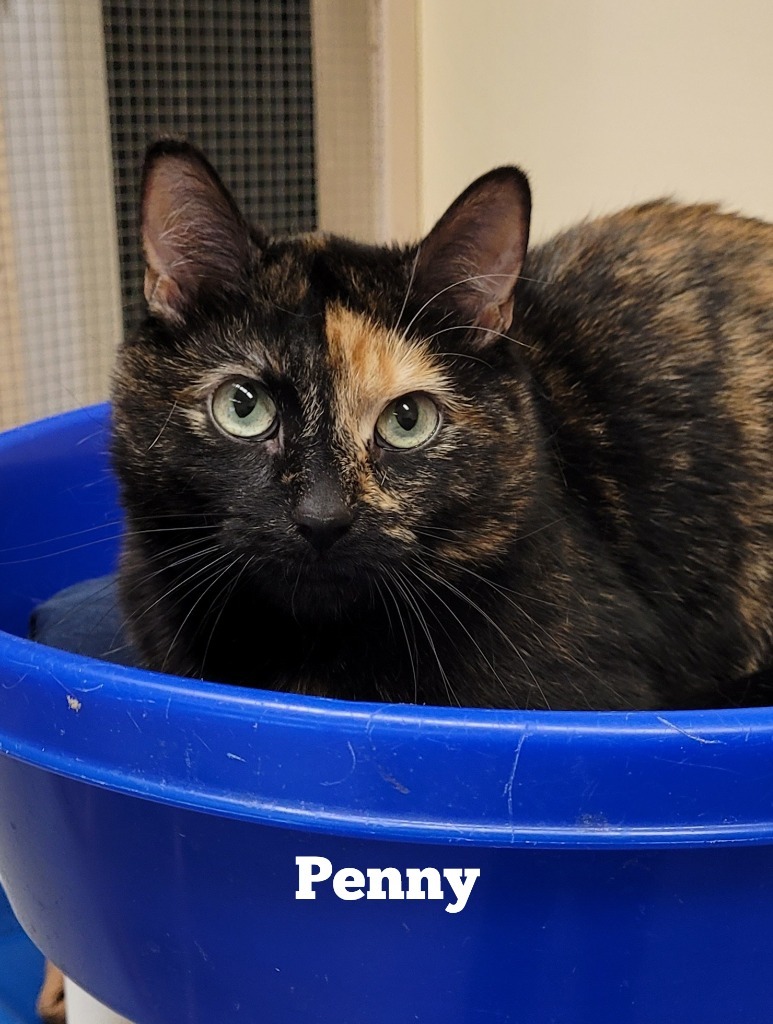 Penny, an adoptable Domestic Short Hair in Cedar Rapids, IA, 52404 | Photo Image 1