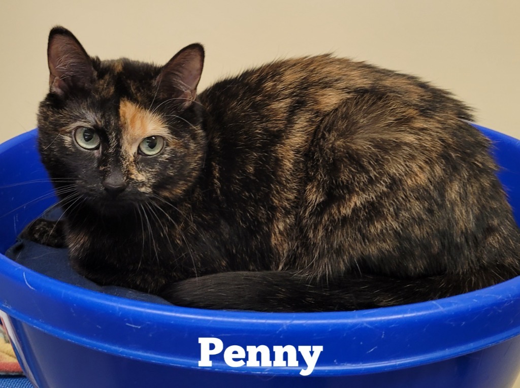 Penny, an adoptable Domestic Short Hair in Cedar Rapids, IA, 52404 | Photo Image 2