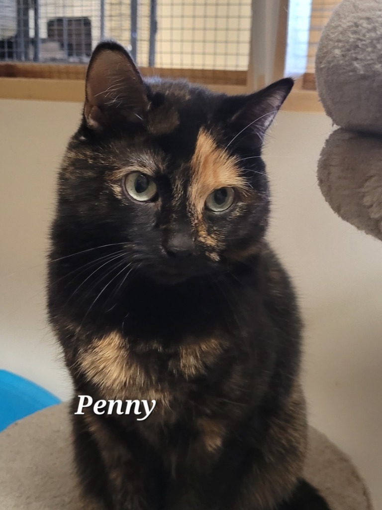 Penny, an adoptable Domestic Short Hair in Cedar Rapids, IA, 52404 | Photo Image 3