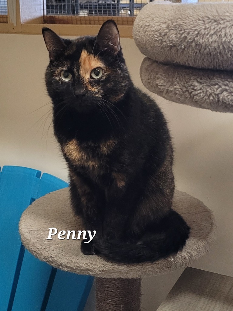 Penny, an adoptable Domestic Short Hair in Cedar Rapids, IA, 52404 | Photo Image 4