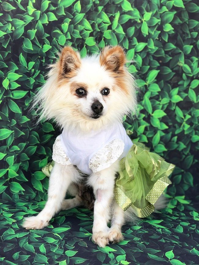 Pomeranian mix 2024 for adoption