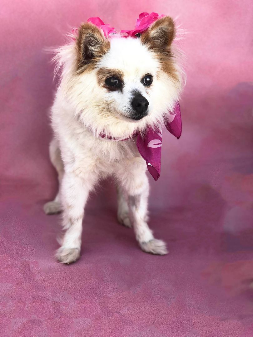 Pearl, an adoptable Pomeranian in Rancho Palos Verdes, CA, 90275 | Photo Image 2