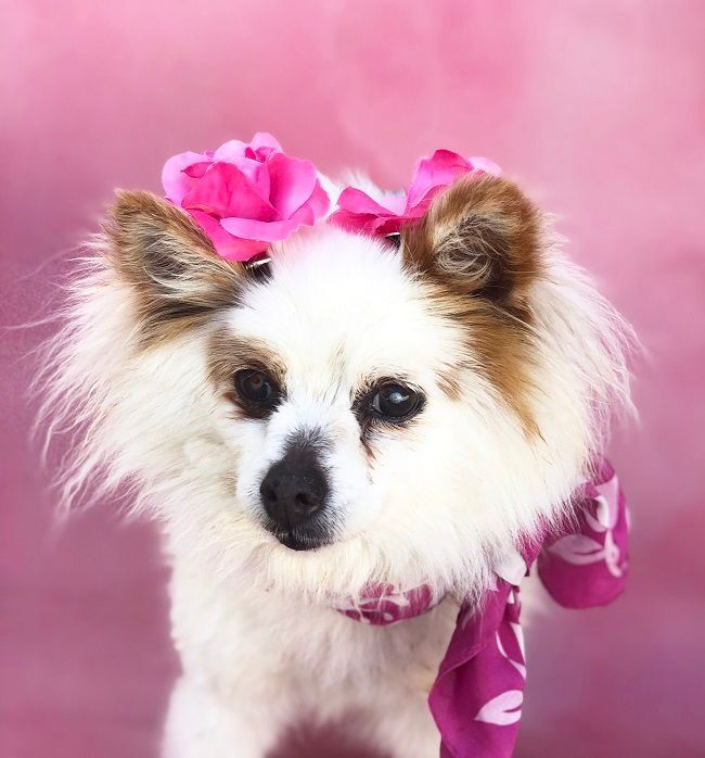 Pearl, an adoptable Pomeranian in Rancho Palos Verdes, CA, 90275 | Photo Image 3