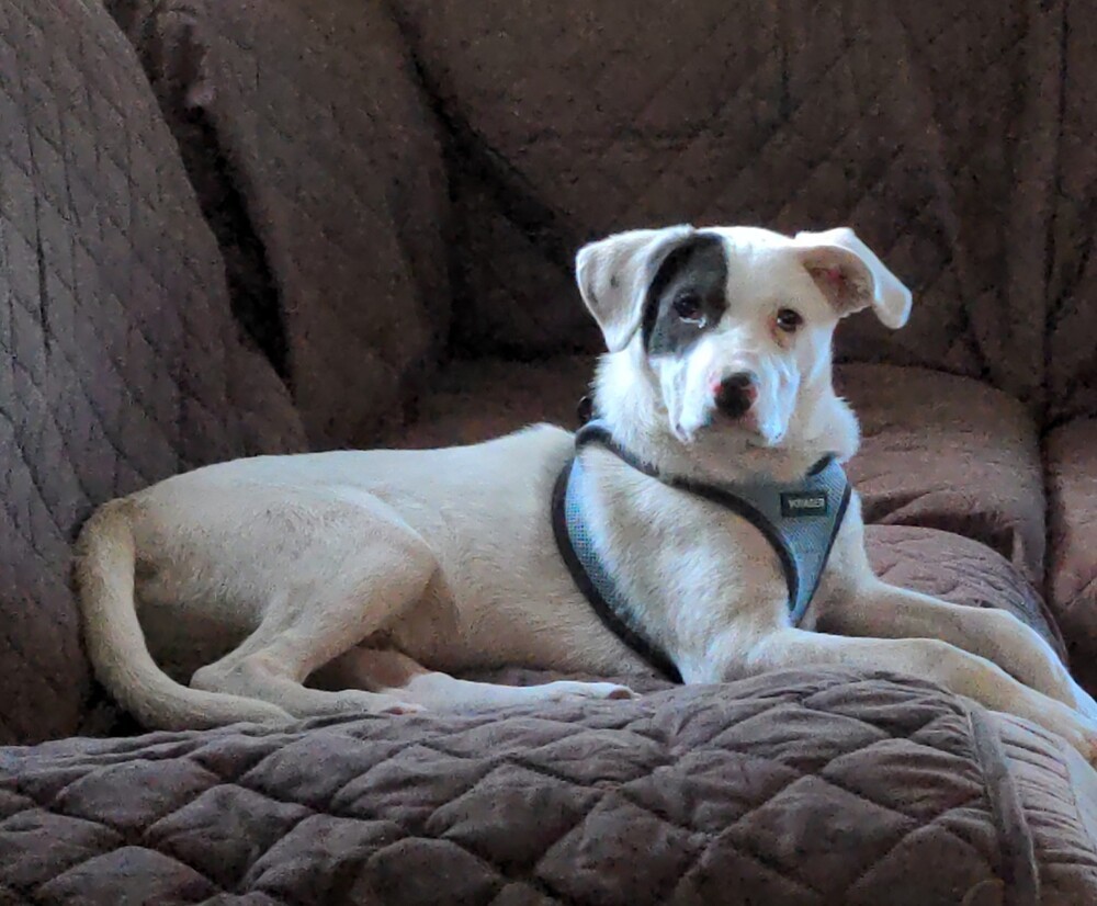 Great Pyrenees/Heeler Mix-Pluto