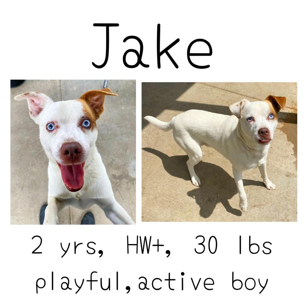 Jake