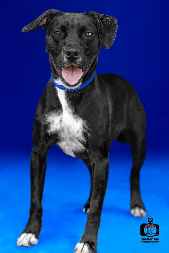 Rachel, an adoptable Mixed Breed in Denham Springs, LA, 70726 | Photo Image 1