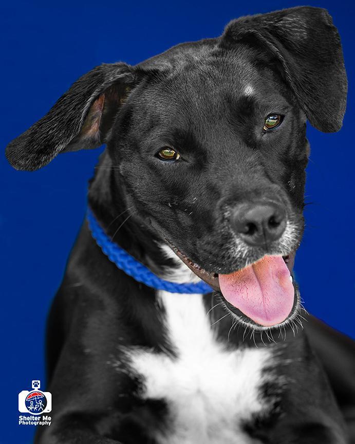 Rachel, an adoptable Mixed Breed in Denham Springs, LA, 70726 | Photo Image 2